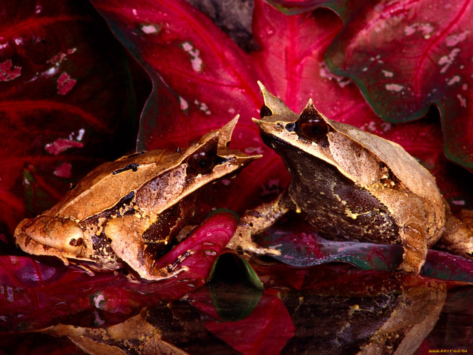 malaysian, leaf, frog, , 